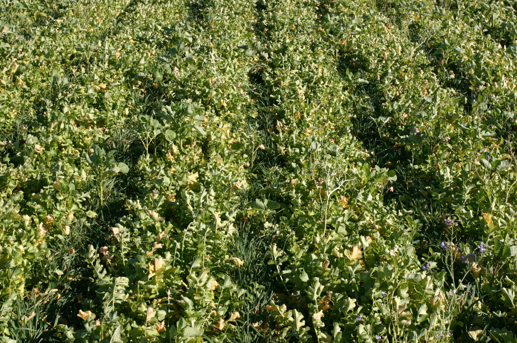Cover crops (3).JPG